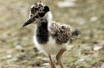 Red wattled Lapwing Juvenile